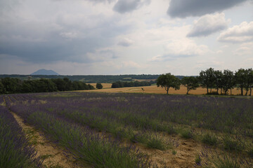 Naklejka premium Lavender field in the mountains of Provence, France