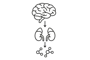 Brain-kidney axis and its influence on molecular processes in human physiology