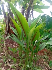 Obraz premium tropical plants in the garden