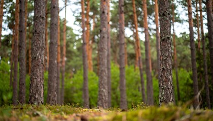 A view of a forest with tall trees and green undergrowth