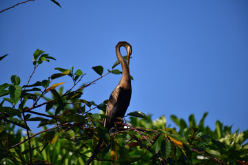 This image features an Oriental darter, or snakebird, a striking waterbird with a remarkably long,...