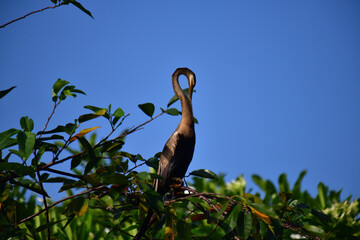 This image features an Oriental darter, or snakebird, a striking waterbird with a remarkably long,...