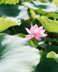 Pink Lotus Flower 