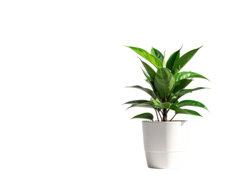 A vibrant leafy houseplant sits in a white pot against a black background - Powered by Adobe
