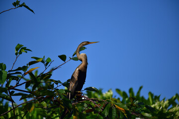 This image features an Oriental darter, or snakebird, a striking waterbird with a remarkably long,...