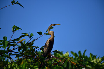 This image features an Oriental darter, or snakebird, a striking waterbird with a remarkably long,...