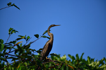 This image features an Oriental darter, or snakebird, a striking waterbird with a remarkably long,...