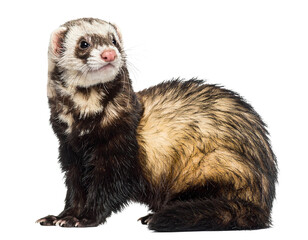 Adorable Ferret Side View, Transparent Background PNG