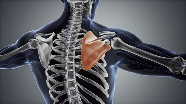 Anatomy Illustration of the Human Scapula Bone Shoulder Joint Back Spine and Rib Cage Medical Renderings of the Skeletal
