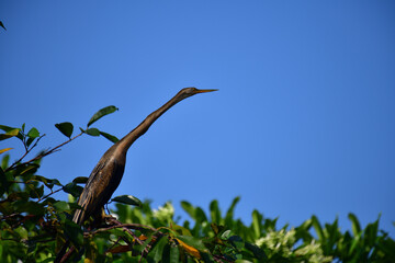 This image features an Oriental darter, or snakebird, a striking waterbird with a remarkably long,...