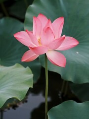 Close-up of Vibrant Pink Lotus Flower