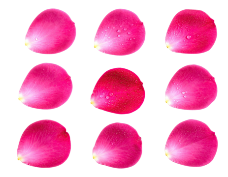 Nine isolated, pink rose petals, wet with droplets, against a black background