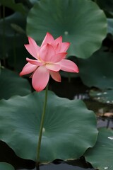Close-up of Vibrant Pink Lotus Flower