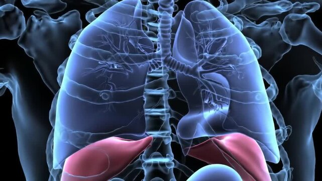 Human Lungs Diaphragm and Skeleton Anatomy Animation Medical Visualization of Internal Organs Pulmonary System