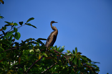 This image features an Oriental darter, or snakebird, a striking waterbird with a remarkably long,...