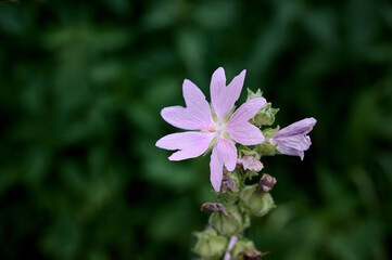 Pink Malva thuringiaca (Lavatera thuringiaca) blooms in the wild.