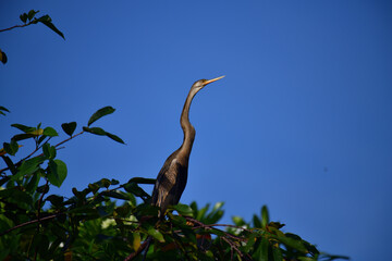 This image features an Oriental darter, or snakebird, a striking waterbird with a remarkably long,...