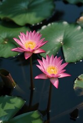 Beautiful Pink Water Lily Blooming on a Pond 