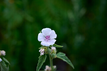 Fototapeta premium Closeup of marsh-mallow in bloom with blurred background