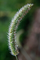 Close-up of plant leaves with morning dew