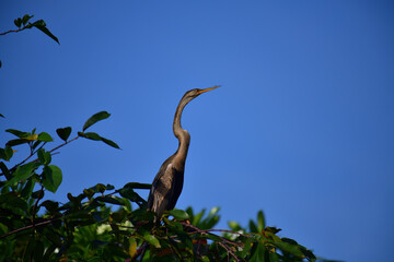 This image features an Oriental darter, or snakebird, a striking waterbird with a remarkably long,...