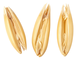 Close-up of three isolated, golden-yellow oat groats, split open to reveal inner structure