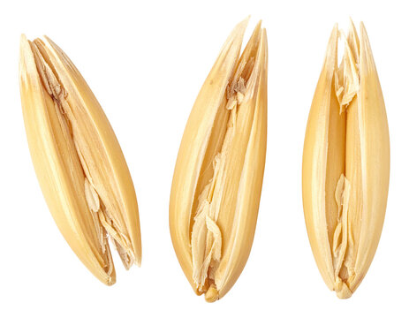 Close-up of three isolated, golden-yellow oat groats, split open to reveal inner structure