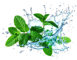 Fresh green mint sprigs bursting from a dynamic splash of clear water against black
