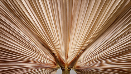 Dry Palm Leaf Texture Close Up Background Aesthetic Fine Art Wall Print Wallpaper Neutral Beige Color