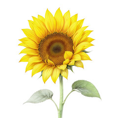 Fototapeta premium sunflower on white background