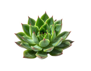Close-up of a succulent plant, green leaves, sharp tips, on a black background