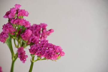 Obraz premium 赤紫のスターチス