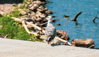 Seagull standing on concrete platform overlooking Sava river landscape