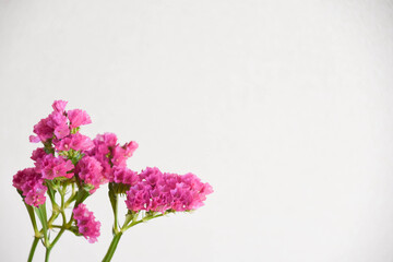 赤紫のスターチス