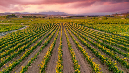 This photo captures a beautiful vineyard in the Pened&egrave;s wine region of Catalonia, Spain. The neat rows of vines stretch across the landscape, bathed in warm sunlight. In the distance.