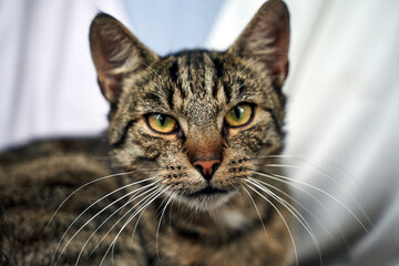 Portrait of a gray adult cat