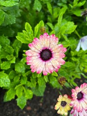 Macro of Cape Daisy, Osteospermum. Rain drops on the pink and cream petals. Lush green foliage in the background. Ornamental garden flowers, for landscaping, gardening, and seasonal design projects.