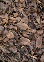 Dry fallen leaves texture background in autumn season.