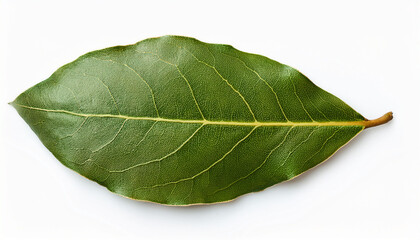 Obraz premium Isolated Bay Laurel Leaves
