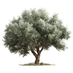 Realistic olive tree with silvery green foliage majestic mediterranean botanical beauty