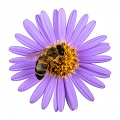 Bee on purple flower with yellow center, isolated shot