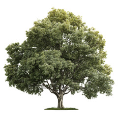 Realistic green linden tree with lush canopy isolated photorealistic nature element
