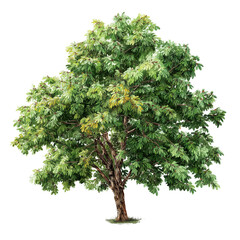 Realistic chestnut tree with textured bark isolated for design projects and nature visuals