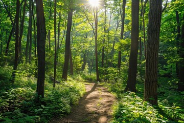 Obraz premium Summer hiking trail in a dense forest, vivid greenery, strong sun rays streaming through trees