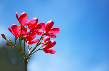 Romantic Red Spicy Jatropha Flowers Against Blue Sky for Valentine and Nature Design