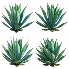 Quad of agave plants with spiky leaves