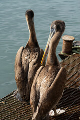 Close Up of Pelican on Pier in Southern Chile