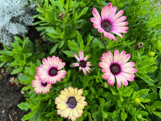 Cluster of Pink Yellow Cape Daisies, Osteospermum. Rain drops on the petals. Lush green foliage in the background. Ornamental garden flowers, for landscaping, gardening, and seasonal design projects.
