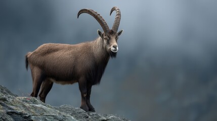 Fototapeta premium Majestic Mountain Goat Standing on Rocky Cliff with Dramatic Background of Fog and Soft Light