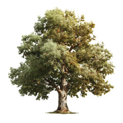 Realistic chestnut tree with detailed textured bark and lush foliage isolated